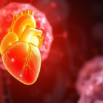 transplanted-mitochondria-rejuvenate-the-aging-heart-by-restarting-cellular-cleanup