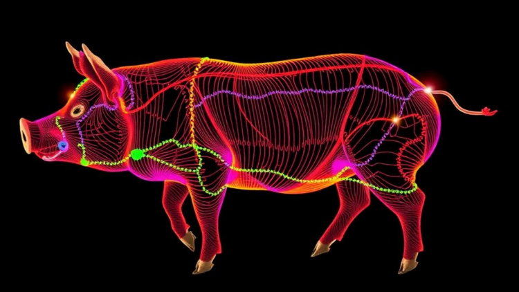 deep-protein-and-gene-maps-reveal-how-pig-muscle-fibers-flip-from-slow-to-fast