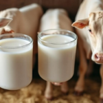 raw-milk-emerges-as-reservoir-of-virulent,-drug-resistant-listeria-in-iranian-dairy-study