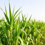 statistical-power-tools-reveal-sugarcane-clones-that-stay-productive-across-seasons