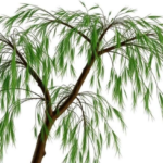 ancient-willow-relative-yields-secrets-of-a-master-gene-family-that-builds-plants