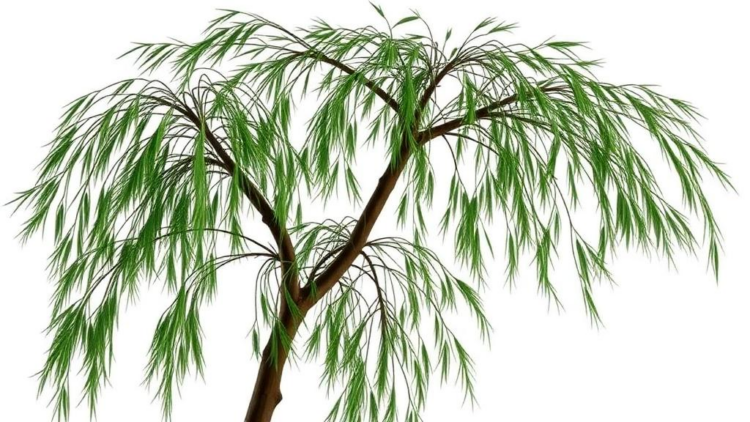ancient-willow-relative-yields-secrets-of-a-master-gene-family-that-builds-plants