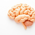ancient-chinese-herb-polysaccharide-slows-aging-through-gut-and-brain-pathways