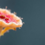 from-friend-to-foe:-how-actinomycetes-switch-between-symbiosis-and-disease