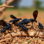 dark-winged-chagas-bug-clusters-in-rural-hotspots,-landscape-study-finds