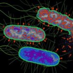 phage-proteases-trigger-a-conserved-bacterial-antiviral-defense-pathway