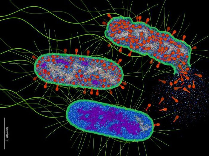 phage-proteases-trigger-a-conserved-bacterial-antiviral-defense-pathway