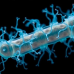 marine-bacterium-reveals-its-full-molecular-playbook-for-devouring-bioplastic