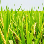 ghana’s-traditional-rice-landraces-outshine-improved-varieties-in-key-minerals,-study-finds