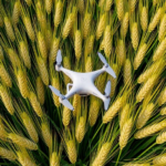 drone-data-reveals-the-critical-wheat-growth-window-that-predicts-yield