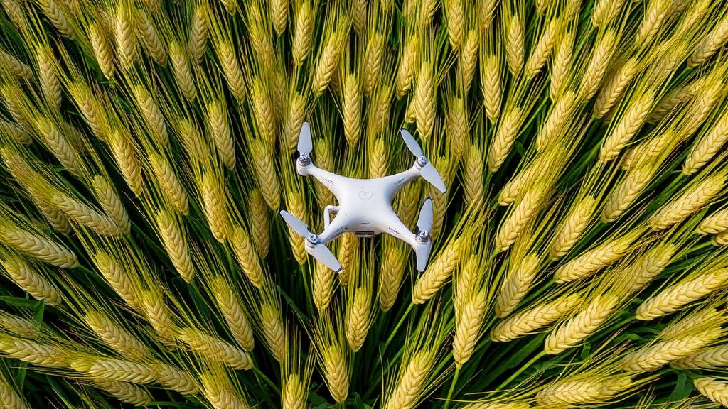drone-data-reveals-the-critical-wheat-growth-window-that-predicts-yield