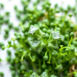 broccoli-derived-compound-turned-nanoemulsion-slashes-salmonella-on-microgreen-seeds