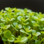 chloroplast-genomes-reveal-how-polyploidy-shapes-alfalfa’s-wild-cold-hardy-relative
