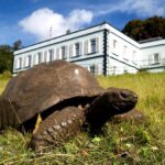 secrets-of-oldest-land-animal’s-194-year-lifespan-revealed-with-epigenetics