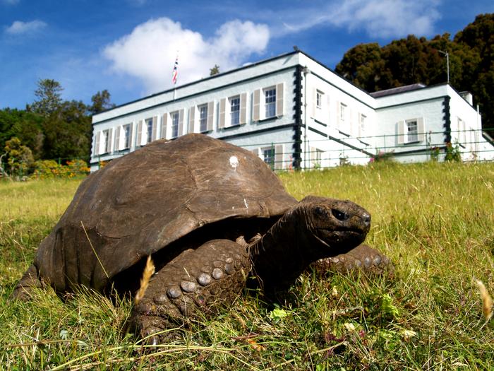 secrets-of-oldest-land-animal’s-194-year-lifespan-revealed-with-epigenetics