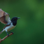 cuckoo-search-algorithm-tames-memory-hungry-data-stream-mining