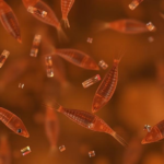 liver-fluke-infections-strike-nearly-a-third-of-patients-in-hengzhou,-china