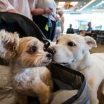 epigenetics-underlies-comparatively-accelerated-molecular-aging-in-larger-and-male-dogs