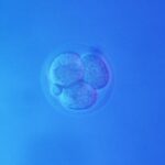 dna-typewriter,-petracer-map-mouse-development-through-organogenesis