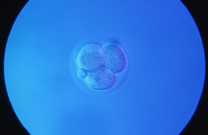dna-typewriter,-petracer-map-mouse-development-through-organogenesis
