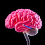 donor-funded-seed-grants-position-texas-brain-scientists-for-major-dementia-research-push