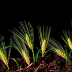 fine-tuned-drip-fertigation-recipe-boosts-winter-wheat-yields-while-healing-the-soil