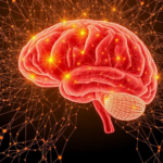 deep-breathing-reshapes-brain-networks-to-trigger-psychedelic-like-states