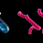 pill-based-her2-blocker-matches-standard-antibody-duo-in-early-breast-cancer-trial