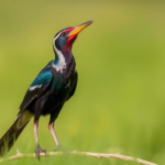 two-new-contenders-for-the-world’s-loudest-bird-emerge-from-landmark-field-study