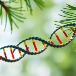 pine-gene-switch-revealed:-pmgras8-boosts-phosphate-starvation-regulator-pmspx1