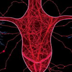 cell-maps-of-endometriosis-reveal-nerve-and-immune-hubs-that-may-drive-pain