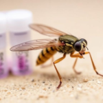 sand-fly-saliva-test-shows-protein-factory-choice-can-make-or-break-exposure-assays