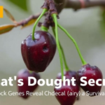 loquat’s-drought-secrets:-21-heat-shock-genes-reveal-a-survival-switch