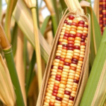 native-sudanese-maize-hides-genetic-keys-to-iron-rich-grain,-study-finds