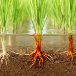 rust-coats-on-rice-roots-turn-from-carbon-vaults-into-greenhouse-gas-engines
