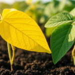 a-single-botched-splice-may-explain-a-deadly-yellow-leaf-soybean-mutant