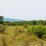 bird-surveys-reveal-which-vegetation-patches-still-keep-guatemala’s-coastal-plain-alive