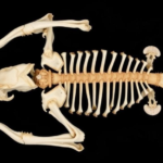 roadkill-forensics:-ct-scans-reveal-bone-secrets-of-semi-arid-wildlife