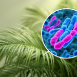 amazon’s-favorite-palms-hide-a-chromosomal-secret,-new-study-reveals
