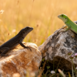 lizards-in-bulgaria-reveal-distinct-thermal-strategies