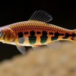 stable-chromosomes,-shifting-centromeres:-how-east-african-killifish-rewrite-karyotype-evolution