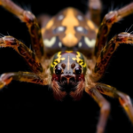 cellar-spiders-reveal-hidden-chromosome-rules-behind-spider-evolution