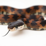 single-specimen-study-identifies-new-spotted-mountain-snake-in-guangdong