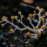 rare-branching-fungus-found-in-pakistan’s-western-himalayas