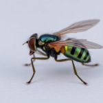 tiny-ticino-fly-identified-as-new-cryptic-species