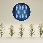 study-reports-chromosome-number-of-18-for-seven-armeria-species-in-italy