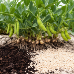 rhizobium-and-organic-mineral-fertilizer-improve-faba-bean-in-saline-soil