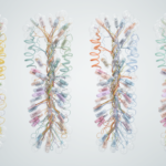 gene-architecture-predicts-isoform-diversity-across-four-genomes