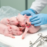 four-neonate-study-links-early-osteotomy-to-favorable-renal-and-orthopedic-trends