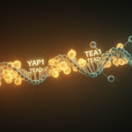 epigenetic-yap1–tead–tet1-pathway-drives-liver-cancer-without-driver-mutations